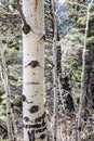 White aspen tree in the forest Royalty Free Stock Photo