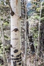 White aspen tree in the forest