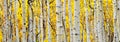 White Aspen Tree Trunks