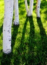 White Aspen Tree Trunks with Green Grass Royalty Free Stock Photo