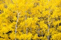 White Aspen Trees Forest Fall Colors Leaves Changing Autumn Royalty Free Stock Photo