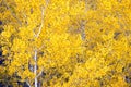 White Aspen Trees Forest Fall Colors Leaves Changing Autumn Royalty Free Stock Photo