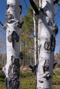 White Aspen Trunks Royalty Free Stock Photo