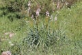 White asphodel Asphodelus albus a herbaceous plant Royalty Free Stock Photo