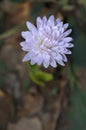 White aster