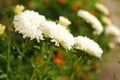 White aster