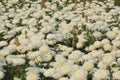 White aster flower garden