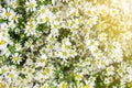 White aster flower soft light.out door.close up. Royalty Free Stock Photo