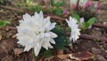 White aster flowers grow in the garden on the ground, watering rubber hose