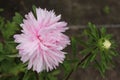 White aster smiles at the sun. Aster flower on an isolated background Royalty Free Stock Photo