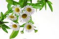 White Asters Royalty Free Stock Photo
