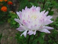 White asters close up in the garden Royalty Free Stock Photo