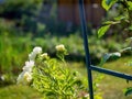 White asters in a flower bed in the garden Royalty Free Stock Photo