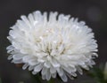 White asters flowers on a background of green garden Royalty Free Stock Photo