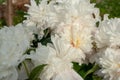 White asters in the garden painted with sunset on the petals, naturally grown for private use