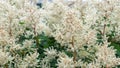 White astilba flowers in the garden, background.