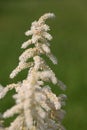 White Astilbe