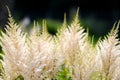 White astilbe flowers