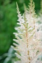 White Astilbe Flowers on Flower Bed