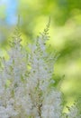 White Astilbe flowers Royalty Free Stock Photo