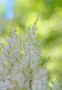 White Astilbe flowers