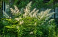 White Astilbe inflorescences in the garden