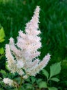 White Astilbe Astilbe japonica flowers in garden, close up