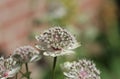 A white astrantia flower with a soft background