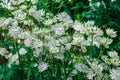 White Astrantia flowers. Royalty Free Stock Photo