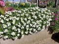 white aubrieta - flower cover of flower bed