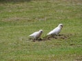 White Australian birds in a park