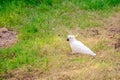 White australian cockatoo Royalty Free Stock Photo