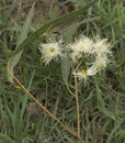 White Australian Gum Flowers