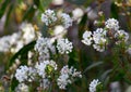 White Australian native Slender Rice Flowers, Pimelea linifolia, family Thymelaeaceae