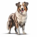 Hyper-realistic Australian Shepherd Standing Illustration On White Background