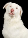 White Australian Shepherd Dog