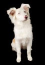White Australian Shepherd Puppy