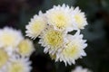 White autumn chrysanthemum. Full bud. Beautiful flowers.