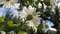 White autumn perennial asters