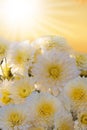 White autumnal chrysanthemum background