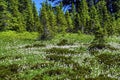 White Avalanche Lilies Wildflowers Mount Rainier Paradise Royalty Free Stock Photo