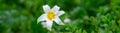 White Avalanche Lily blooming white and yellow in an alpine wildflower meadow, Paradise area at Mt. Rainier national park, as a na Royalty Free Stock Photo