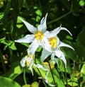 White Avalanche Lily Wildflower Mount Rainier Paradise