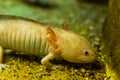 White axolotl in closeup, mexican walking fish, underwater salamander, tropical amphibian from mexico, Critically endangered Royalty Free Stock Photo