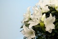 White Azalea