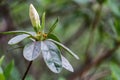 White Azelea Buds