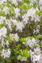 White Azalea flowers. Rhododendron Diamant Himmelblau. Buds on a bush. Royalty Free Stock Photo