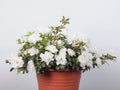 White Azalea flower Royalty Free Stock Photo