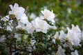 White azalea flowering in early spring