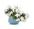 White azalea in flowerpot Rhododendron isolated over white